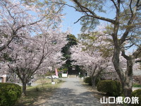 龍心庭の桜
