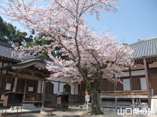 ���S��̍�