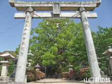 ���蔪���{�̃N�X�m�L