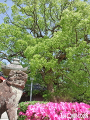 ���蔪���{�̃N�X�m�L