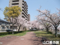真締川公園の桜