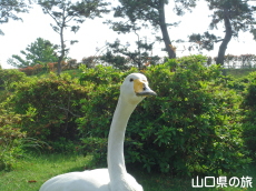 ときわ公園のハクチョウ