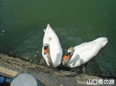 ときわ公園のハクチョウたち