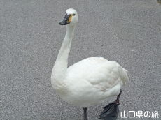 ときわ公園のハクチョウたち