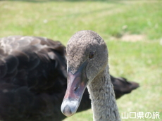 コクチョウの幼鳥