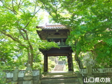 ���}���̐V��