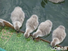 コクチョウのヒナの食事