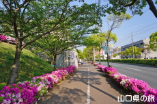 ���������̂�