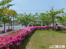 ���������̂�