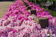 ���������̂�