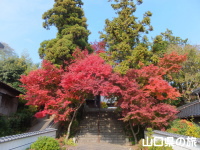 蓮光寺の紅葉