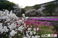 今富ダム公園の花桃と桜と芝桜と