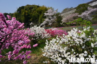 今富ダム公園の花桃と桜