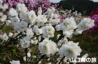 今富ダム公園の花桃