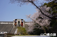 今富ダム公園の桜