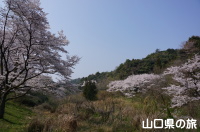 今富ダム公園の桜