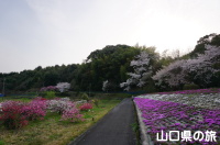 今富ダム公園の桜と芝桜