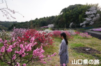 今富ダム公園の花桃と旅相棒