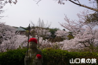 千仏寺の桜