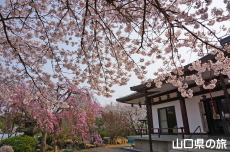 �畧���̍�