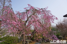 �畧���̎}����