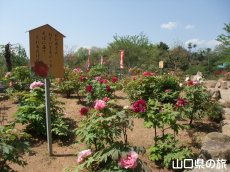 �畧���̉��O