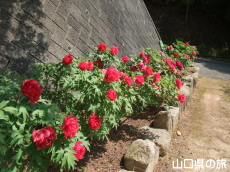 �畧���̉��O