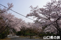 千仏寺の桜
