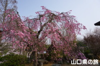 千仏寺の枝垂桜
