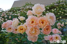 Ƃ~[WÃo