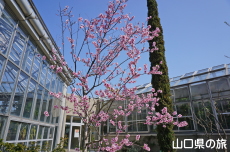 アーモンドの花