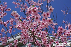 アーモンドの花