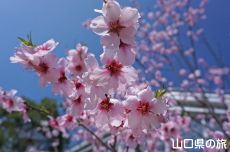 アーモンドの花