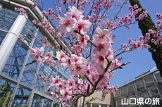 アーモンドの花