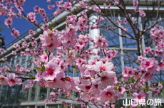 アーモンドの花