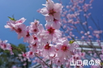 アーモンドの花