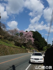 一之坂の枝垂桜