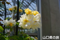 世界を旅する植物館のバラ