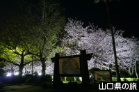 ときわ公園の桜ライトアップ