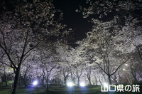 ときわ公園の桜ライトアップ