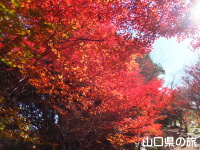 霜降山のドウダンツツジ紅葉