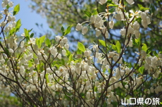 ���~�R�̃h�E�_���c�c�W