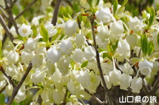 ���~�R�̃h�E�_���c�c�W