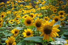 世界を旅する植物館のひまわり