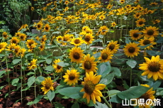 世界を旅する植物館のひまわり