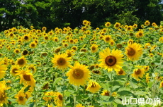JR丸尾駅前のひまわり
