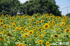 JR丸尾駅前のひまわり