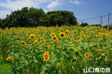 JR�۔��w�O�̂Ђ܂��