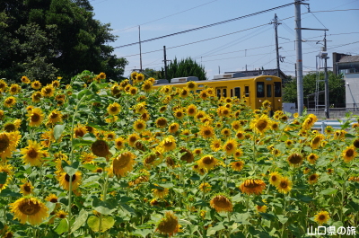 JR丸尾駅前のひまわり