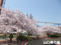 ときわ公園(リニューアル前)の桜